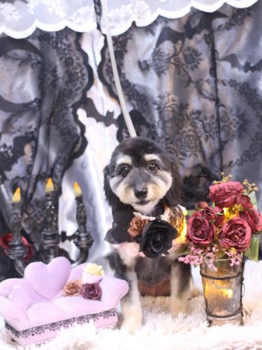 20231015シェリーちゃん